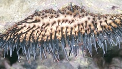 Acanthopleura spinosa