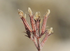 Chorizanthe leptotheca