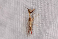 Austromantispa imbecilla