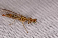 Austromantispa imbecilla