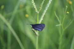 Pholisora mejicanus
