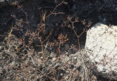 Chorizanthe leptotheca