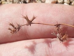 Dodecahema leptoceras