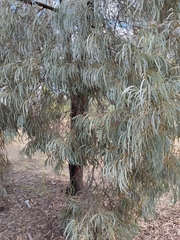 Acacia harpophylla