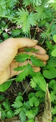 Potentilla drummondii