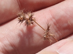 Dodecahema leptoceras