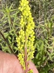 Solidago spectabilis