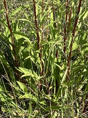 Solidago spectabilis