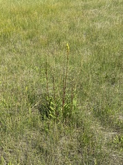 Solidago spectabilis