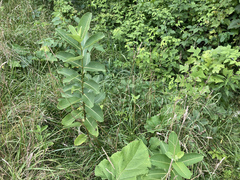Asclepias syriaca