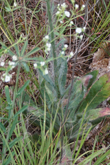 Hieracium longipilum