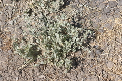 Atriplex argentea