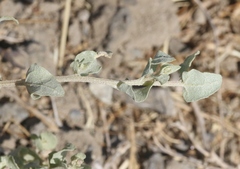 Atriplex argentea