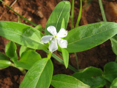 Catharanthus pusillus