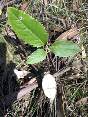 Olearia grandiflora