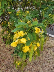 Senna surattensis