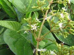 Ichnocarpus frutescens