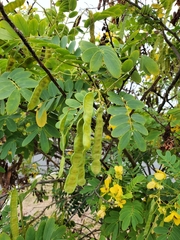 Senna surattensis