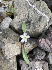 Claytonia multiscapa pacifica