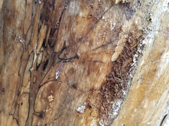 Uleiota dubia