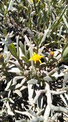 Jaumea carnosa