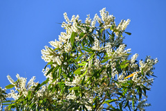 Melaleuca leucadendra