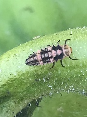 Coccinellidae