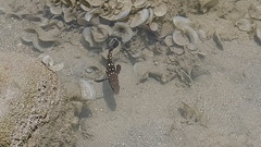 Epinephelus coeruleopunctatus