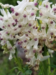 Corydalis caseana brandegeei