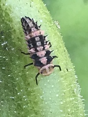 Coccinellidae