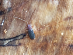 Uleiota dubia