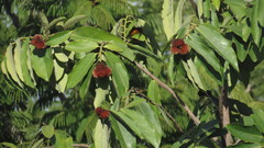 Diospyros discolor