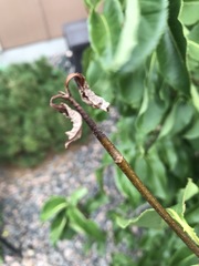 Phytophthora ramorum