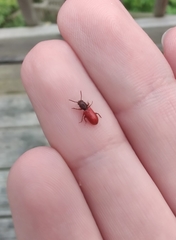 Zenodosus sanguineus