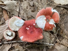 Russula silvestris