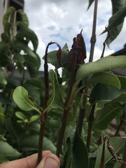 Phytophthora ramorum