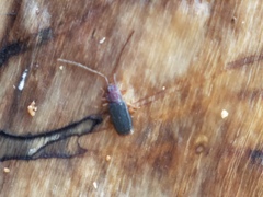 Uleiota dubia