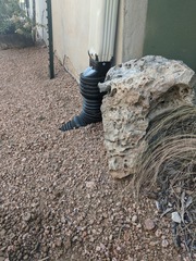 Sceloporus olivaceus