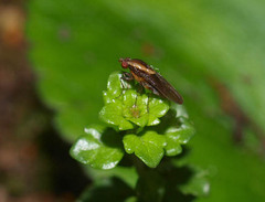 Allophylopsis