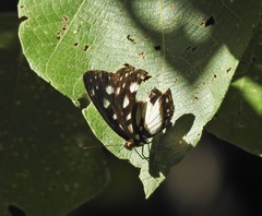 Neptis praslini