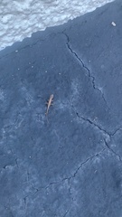 Anolis sagrei