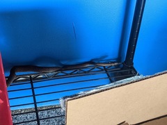 Masticophis flagellum testaceus