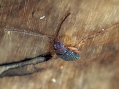 Uleiota dubia
