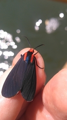 Ctenucha rubroscapus