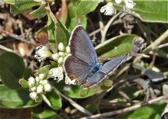 Euphilotes centralis