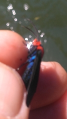 Ctenucha rubroscapus