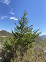 Cupressus stephensonii