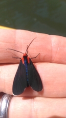 Ctenucha rubroscapus
