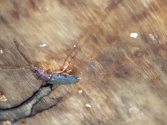 Uleiota dubia