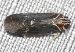 Synecdoche impunctata
